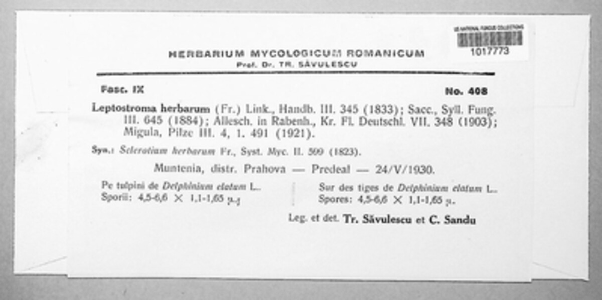 Leptostroma herbarum image